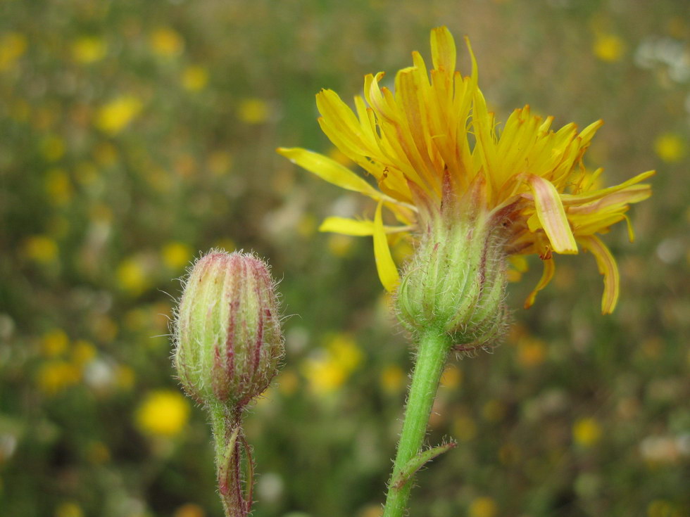 Изображение особи Crepis rhoeadifolia.