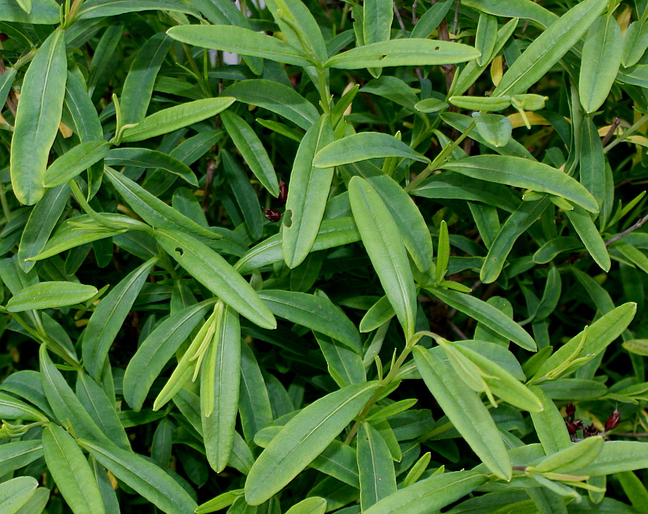 Image of Hypericum frondosum specimen.