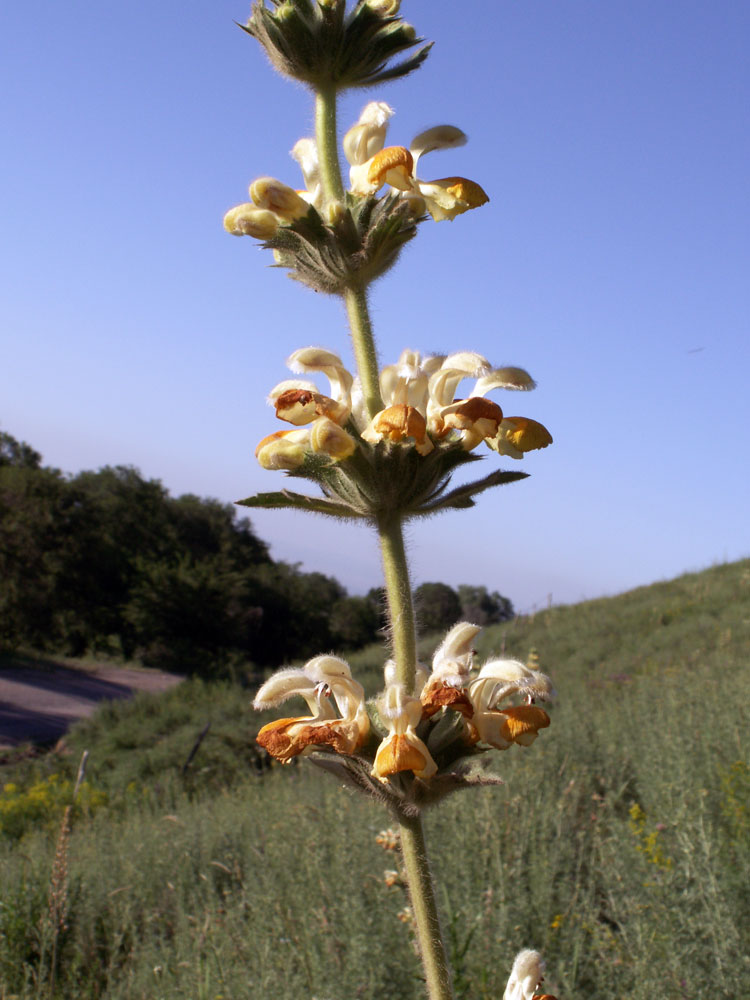 Image of Phlomoides fetisowii specimen.