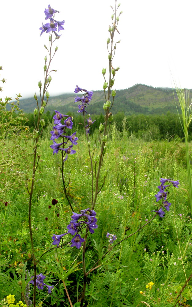 Изображение особи Delphinium polozhiae.