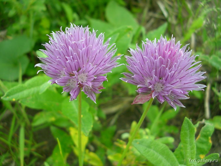 Image of Allium schoenoprasum specimen.