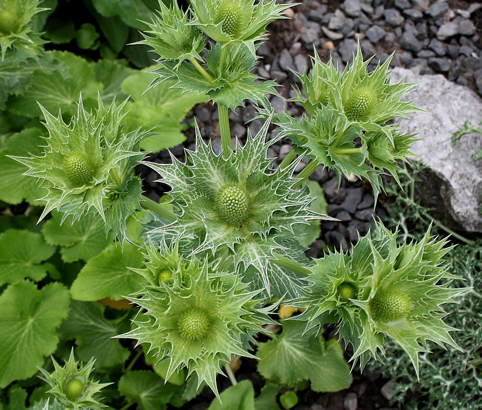 Image of Eryngium giganteum specimen.