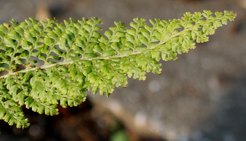 Image of Polystichum setiferum specimen.