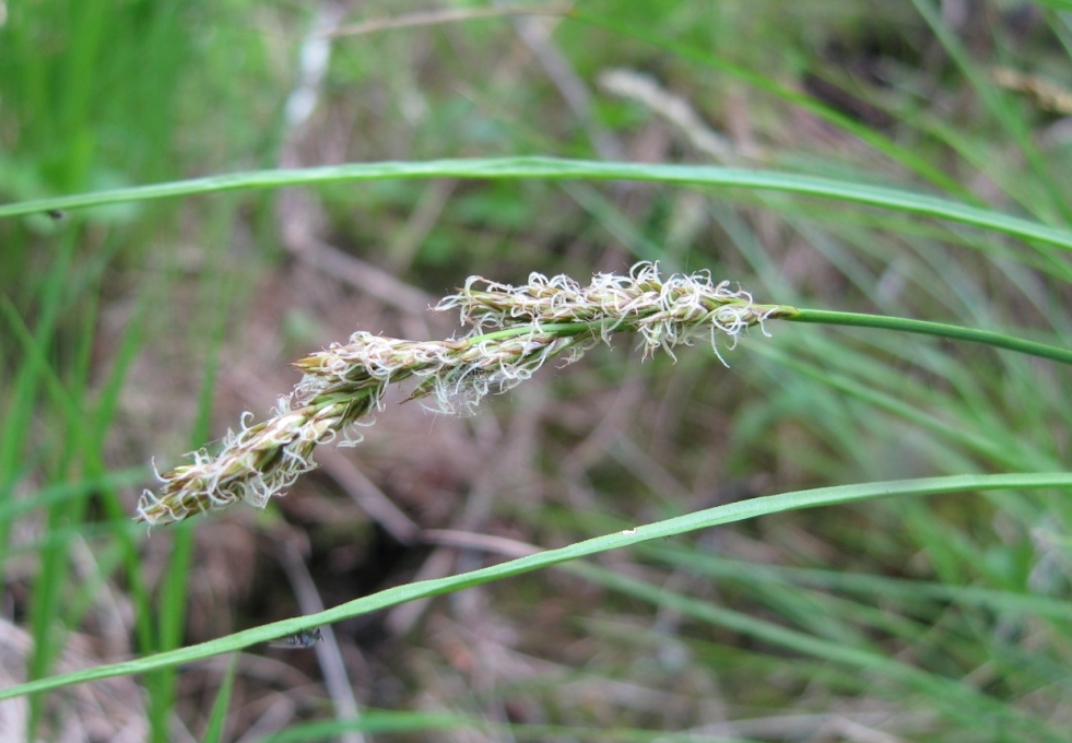 Изображение особи Carex appropinquata.