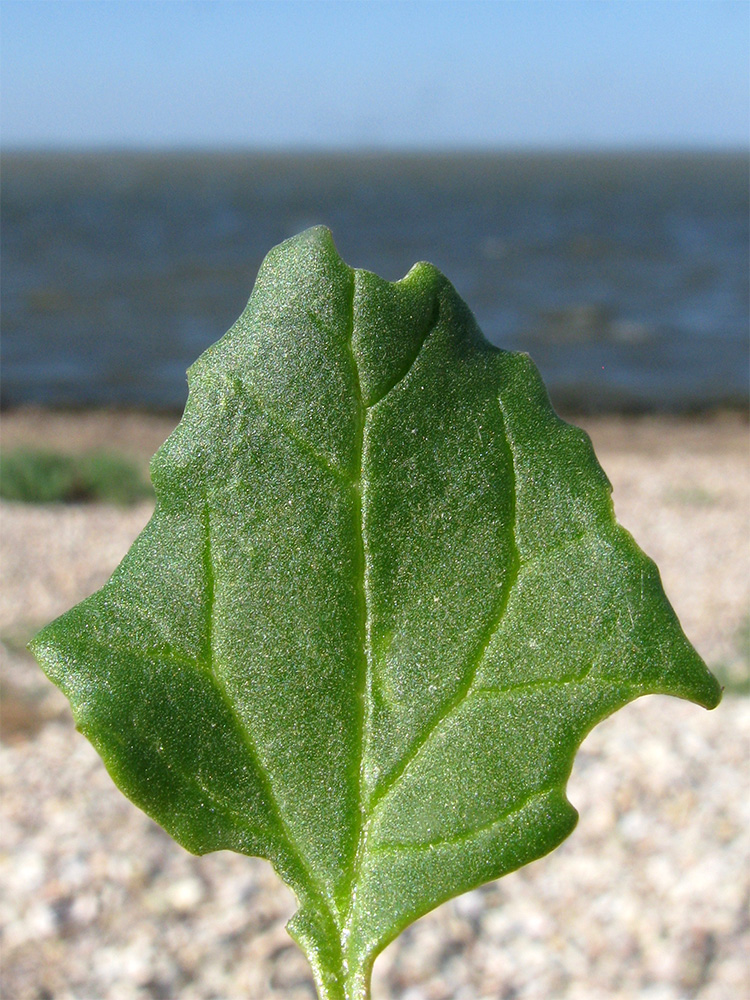 Image of Oxybasis chenopodioides specimen.