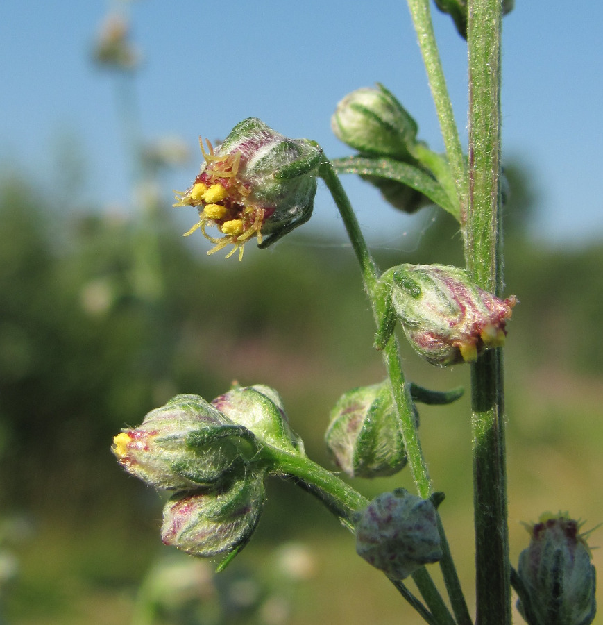 Image of Artemisia vulgaris specimen.