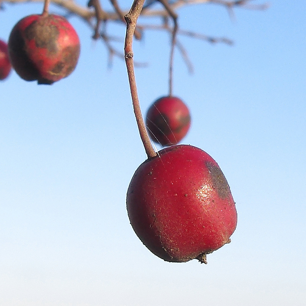 Изображение особи Crataegus rhipidophylla.