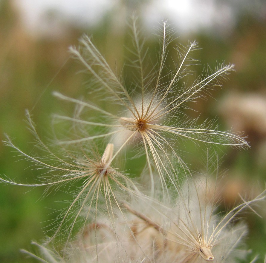 Image of Saussurea alpina specimen.