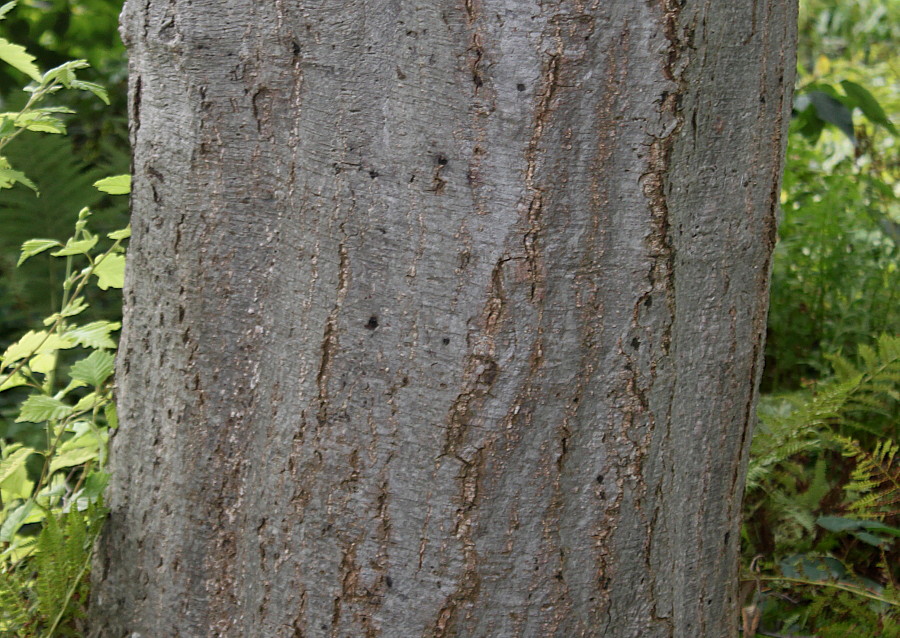 Image of Alnus hirsuta specimen.