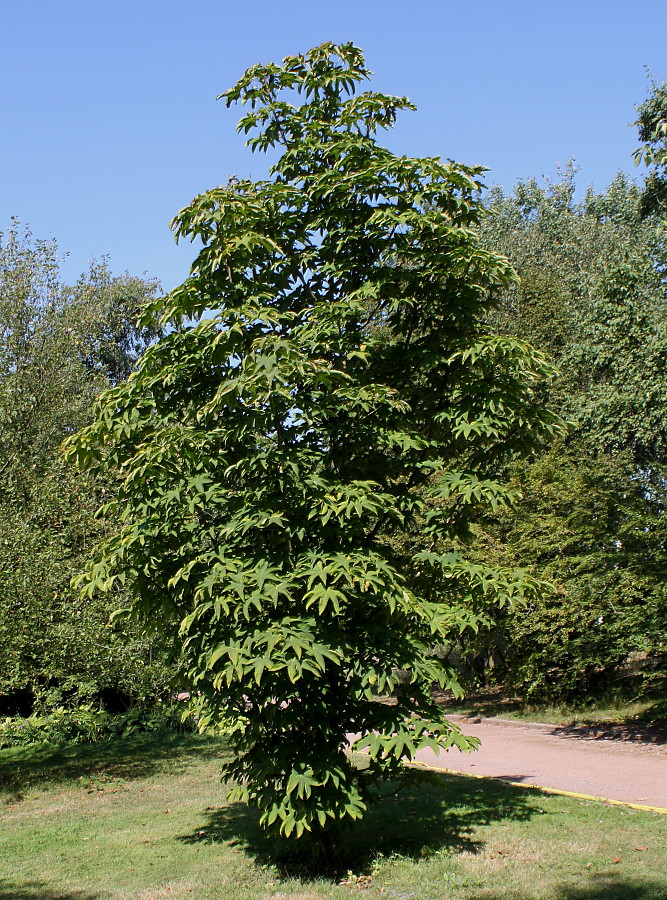 Деморфантовое дерево фото приморский край