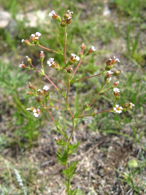 Image of Chamaerhodos erecta specimen.