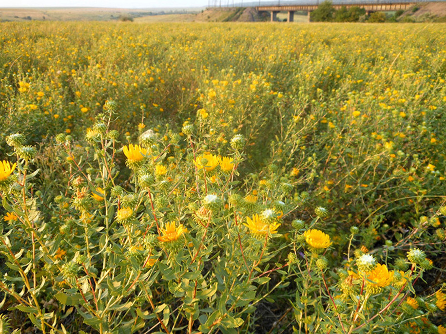 Изображение особи Grindelia squarrosa.