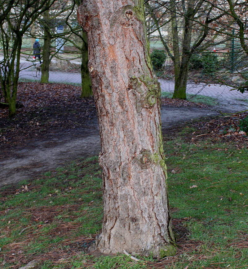 Image of Pinus coulteri specimen.