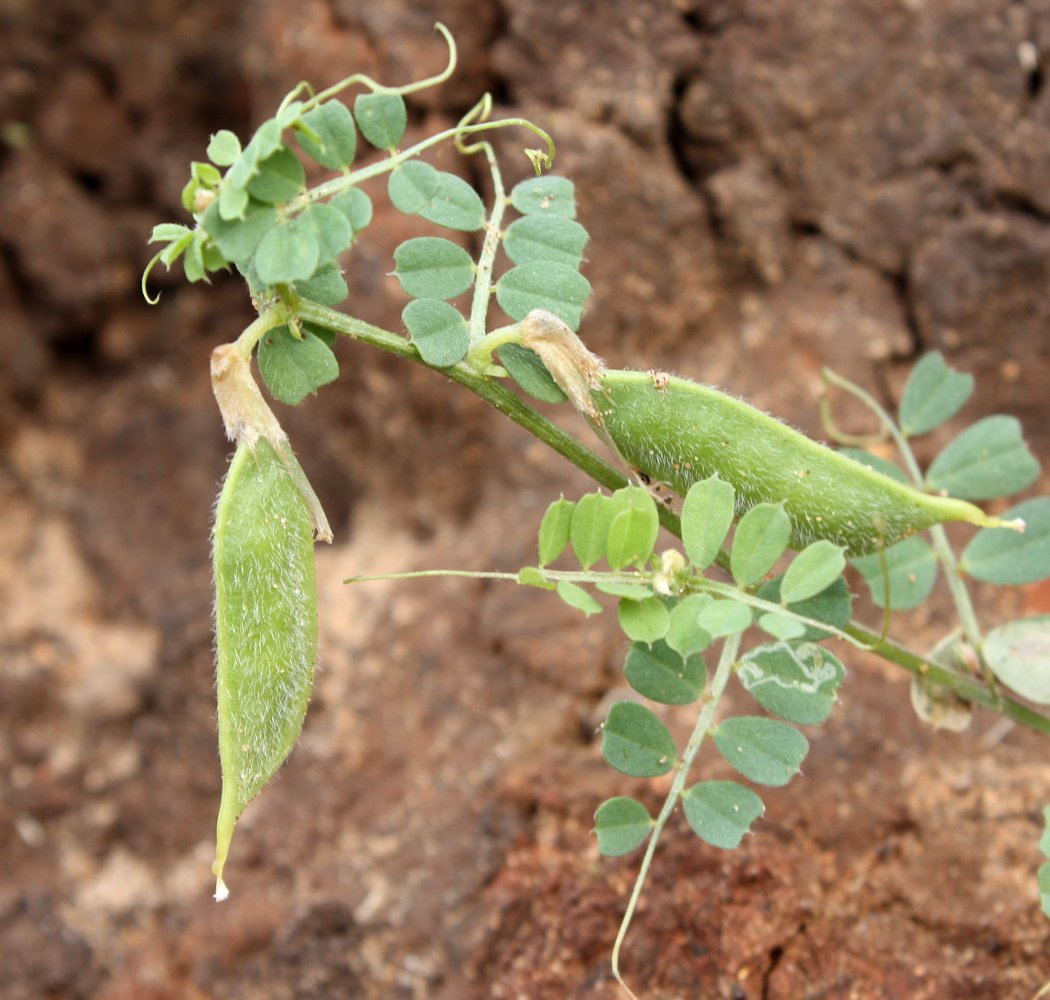 Image of Vicia hybrida specimen.