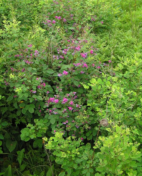 Image of Lespedeza bicolor specimen.