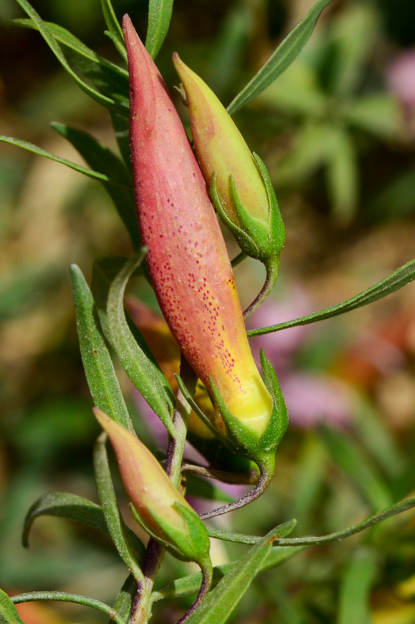 Image of Eremophila maculata specimen.