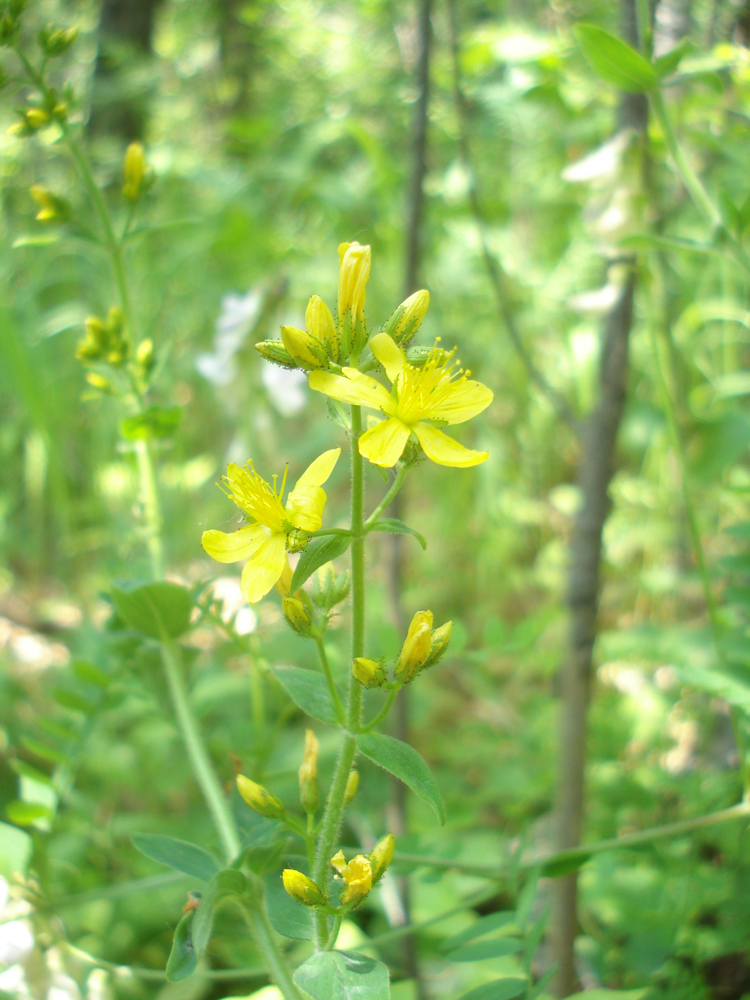 Изображение особи Hypericum hirsutum.