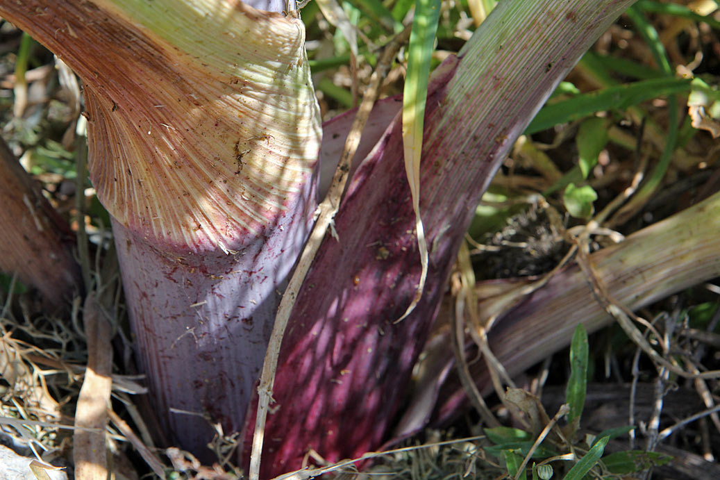 Изображение особи Ferula communis.