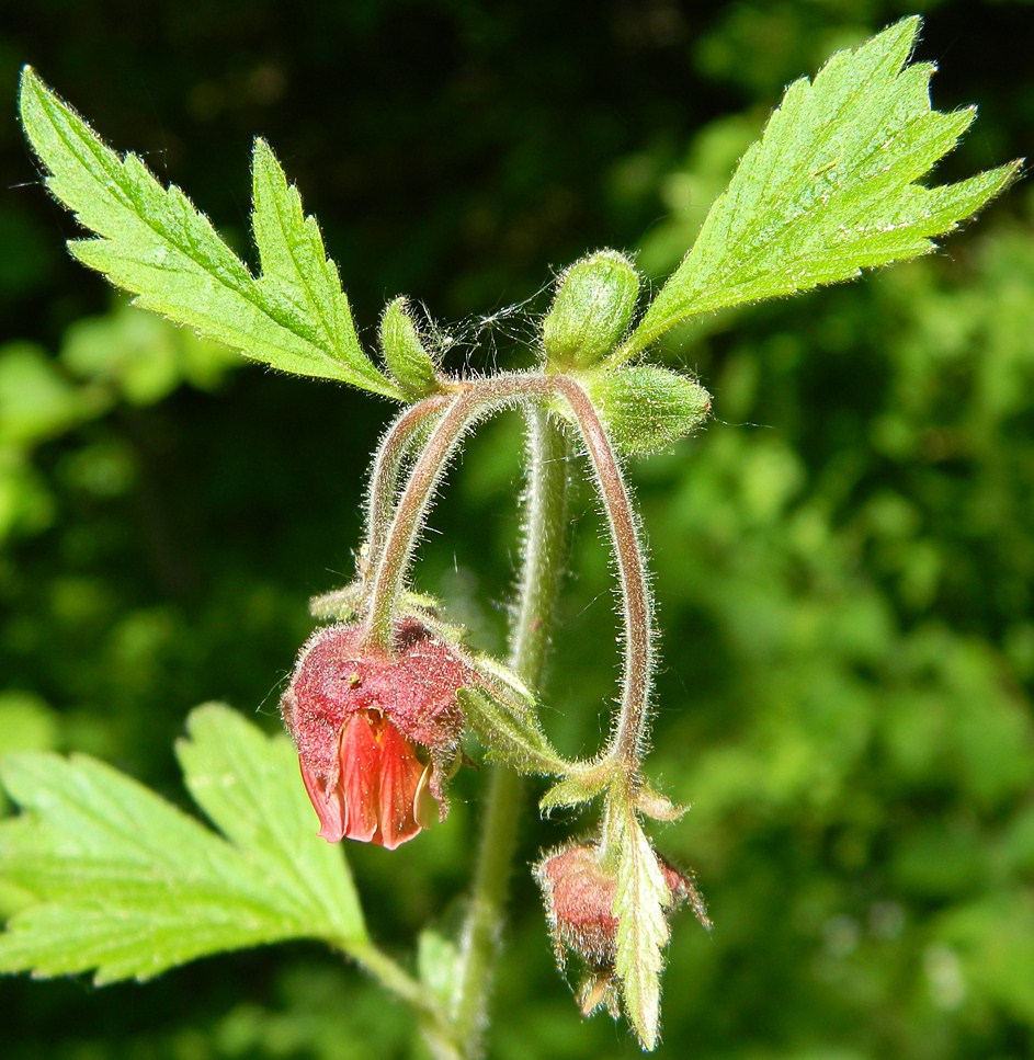 Image of Geum rivale specimen.