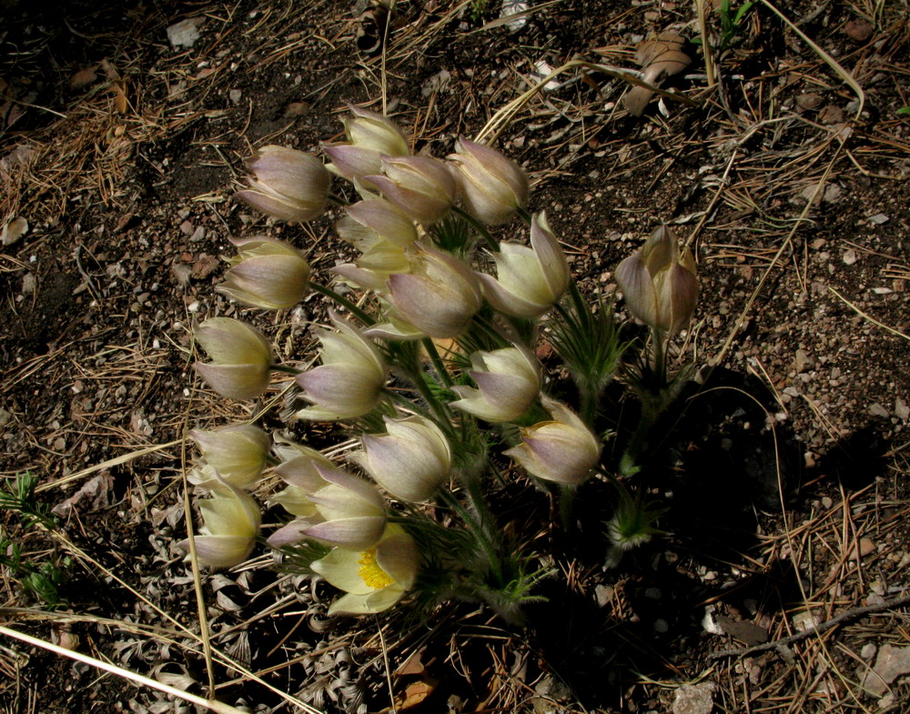 Изображение особи Pulsatilla orientali-sibirica.