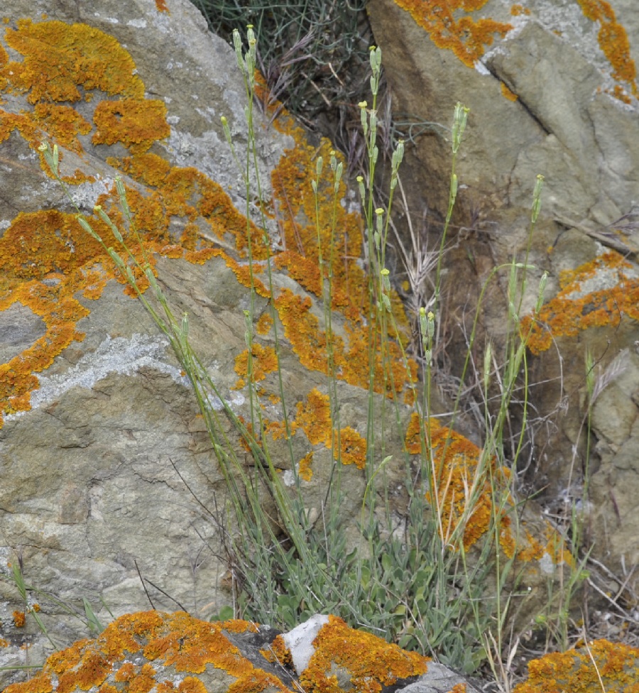 Image of Silene flavescens ssp. thessalonica specimen.