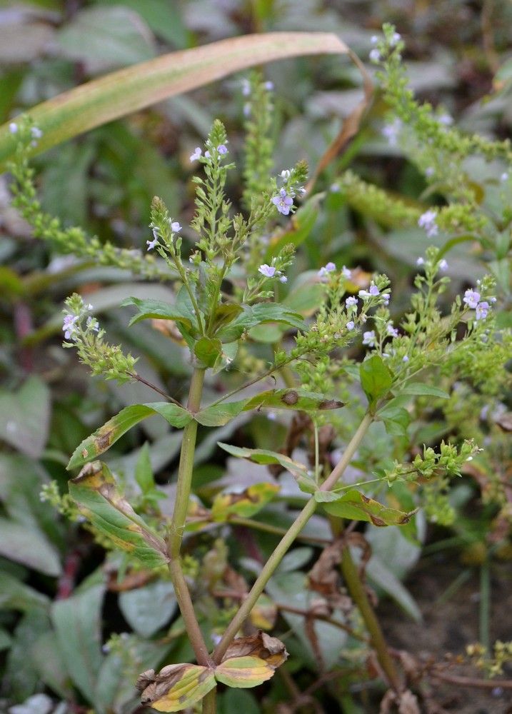 Image of Veronica anagallis-aquatica specimen.