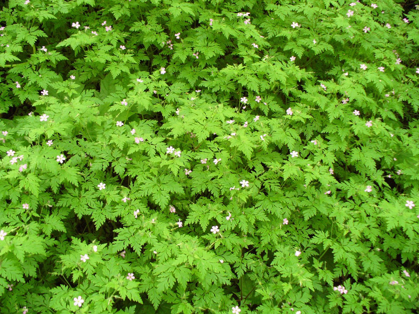 Изображение особи Geranium robertianum.