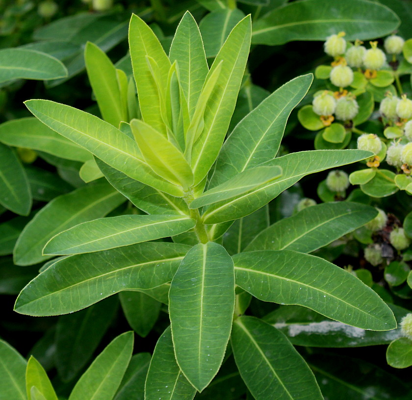 Изображение особи Euphorbia villosa.