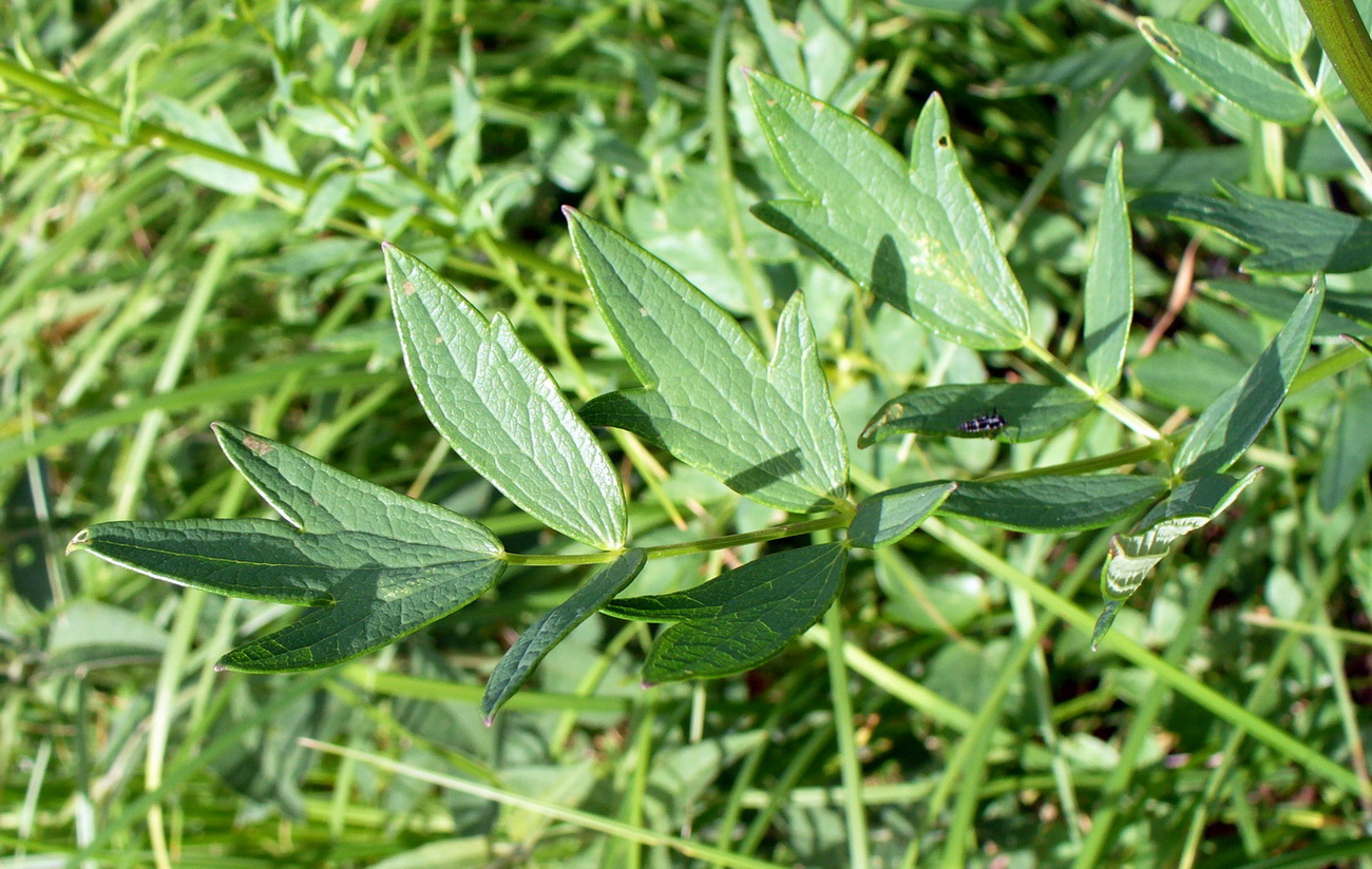 Image of Thalictrum flavum specimen.