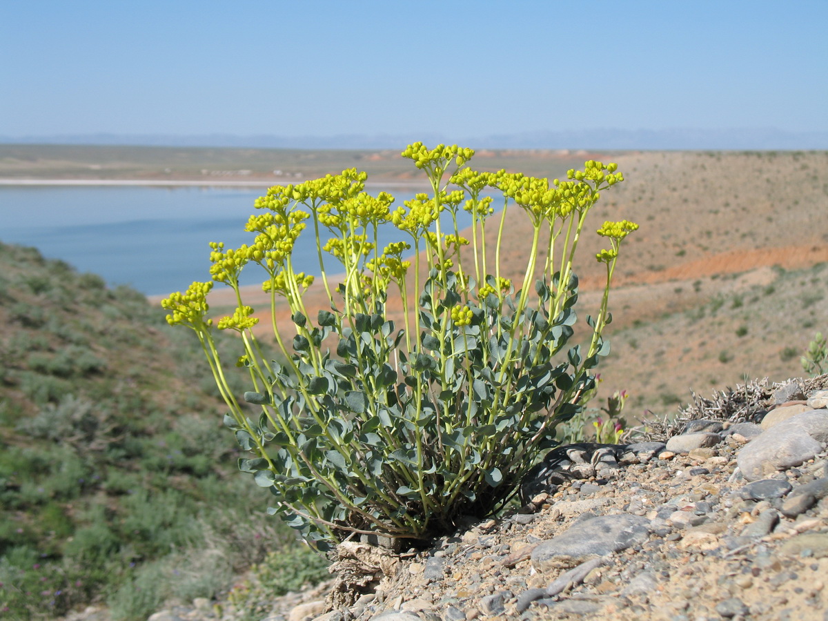 Image of Haplophyllum eugenii-korovinii specimen.