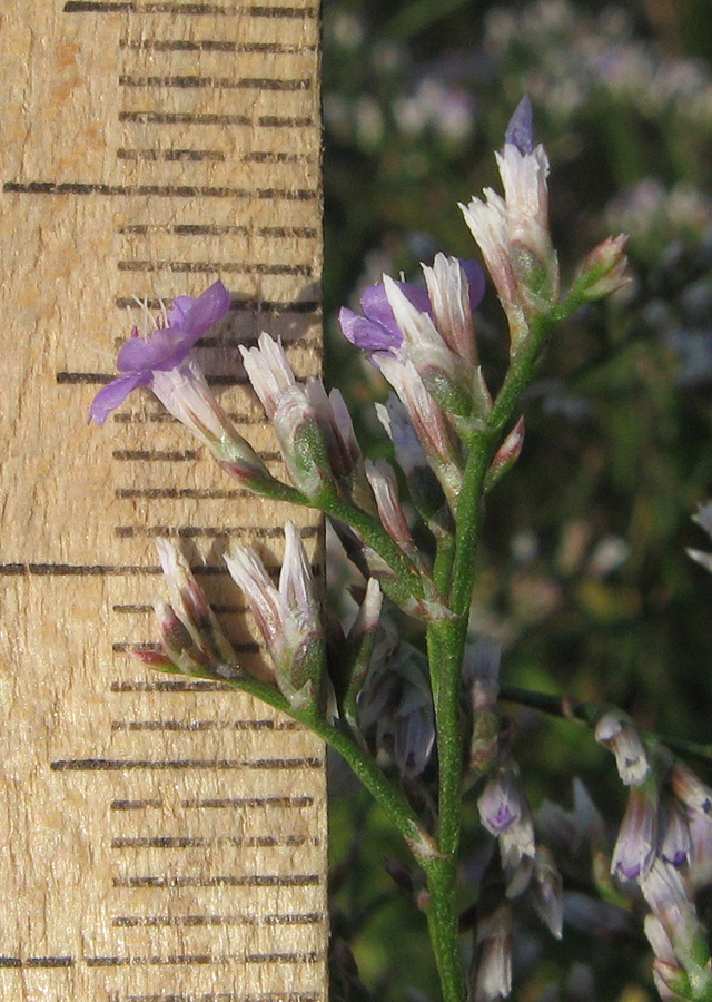 Image of Limonium scoparium specimen.