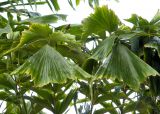 Caryota mitis