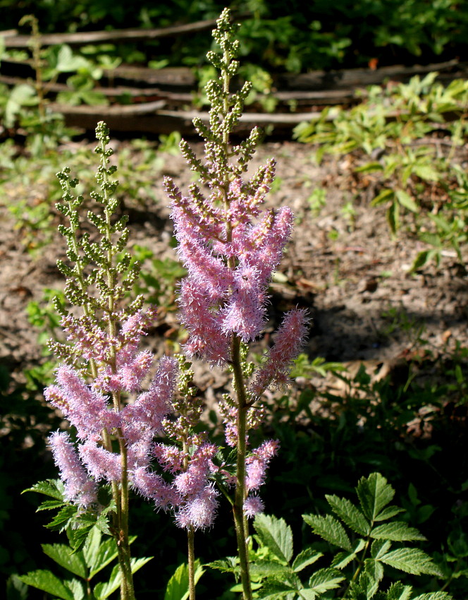 Image of Astilbe chinensis var. davidii specimen.