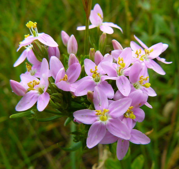 Image of Centaurium erythraea specimen.