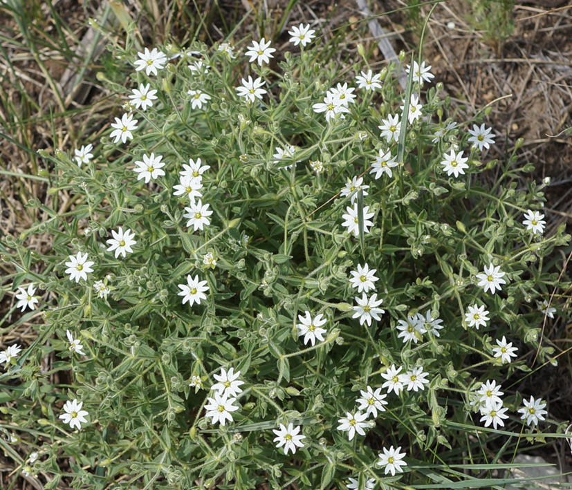 Изображение особи Stellaria dichotoma.