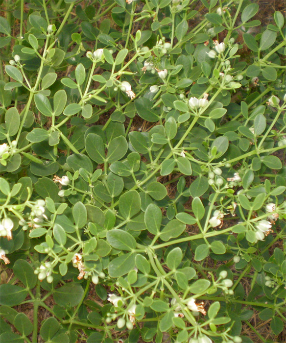 Image of Zygophyllum fabago specimen.