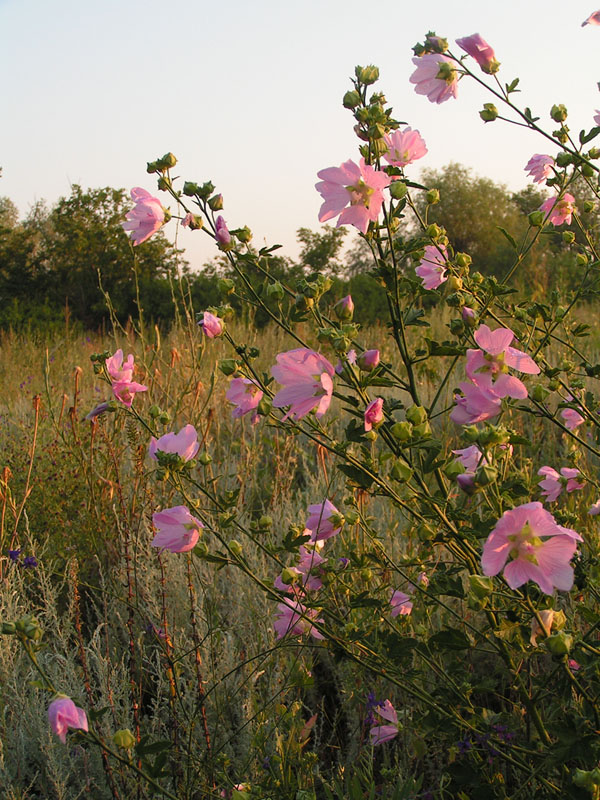 Image of Malva thuringiaca specimen.