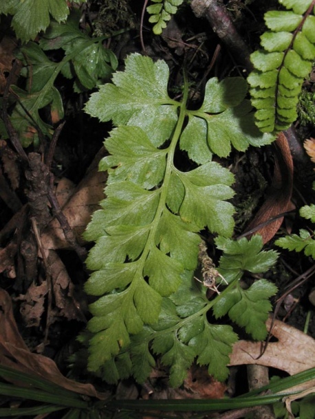 Image of Asplenium adiantum-nigrum specimen.