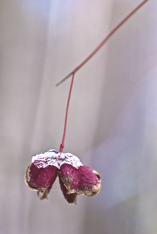 Image of genus Euonymus specimen.