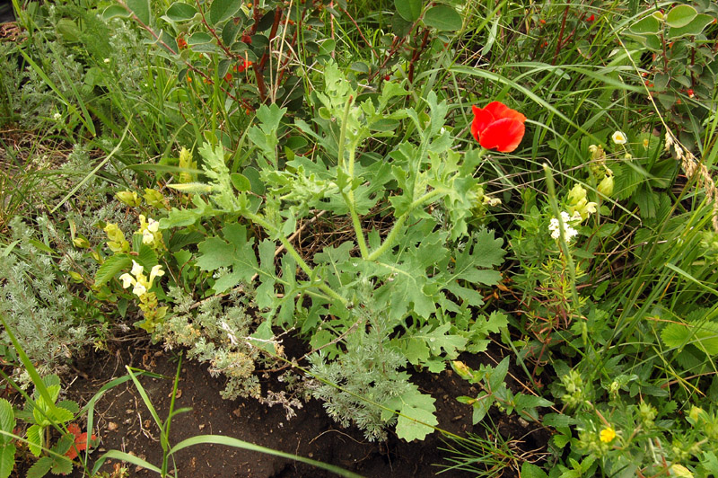 Изображение особи Glaucium corniculatum.