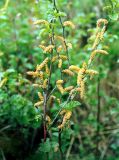 Betula humilis