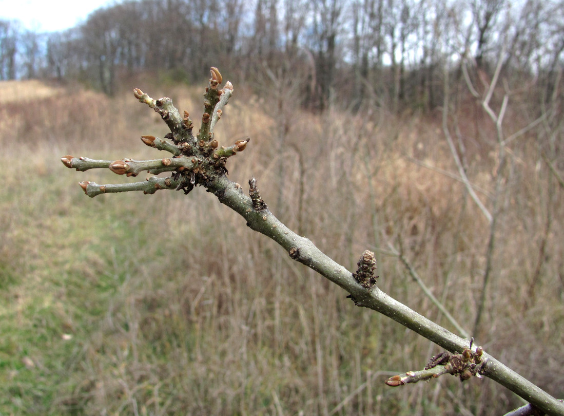 Изображение особи род Fraxinus.