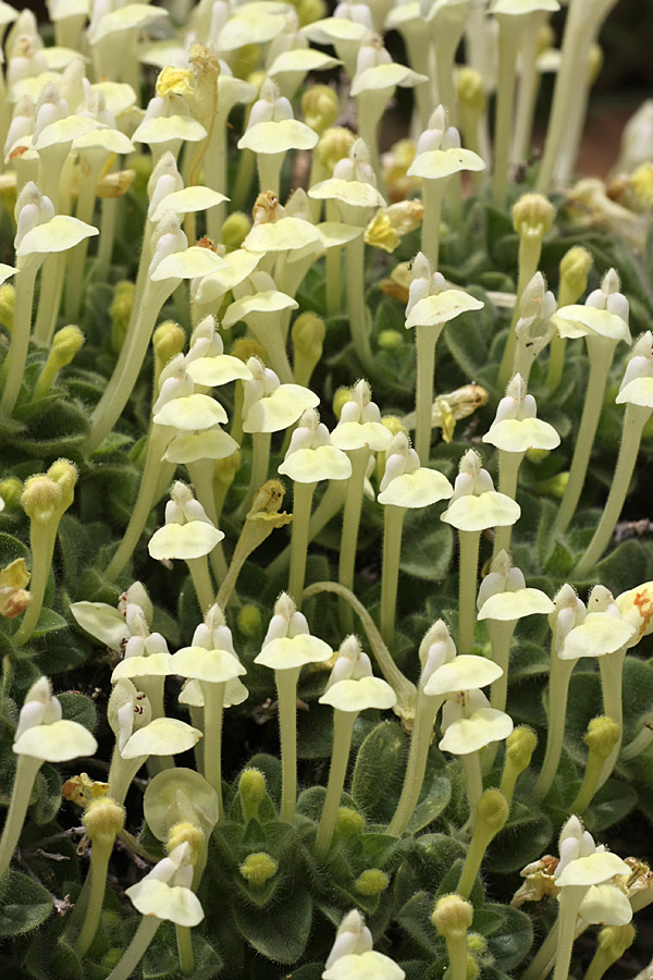 Image of Scutellaria immaculata specimen.