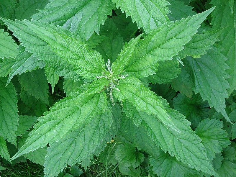 Image of Urtica platyphylla specimen.