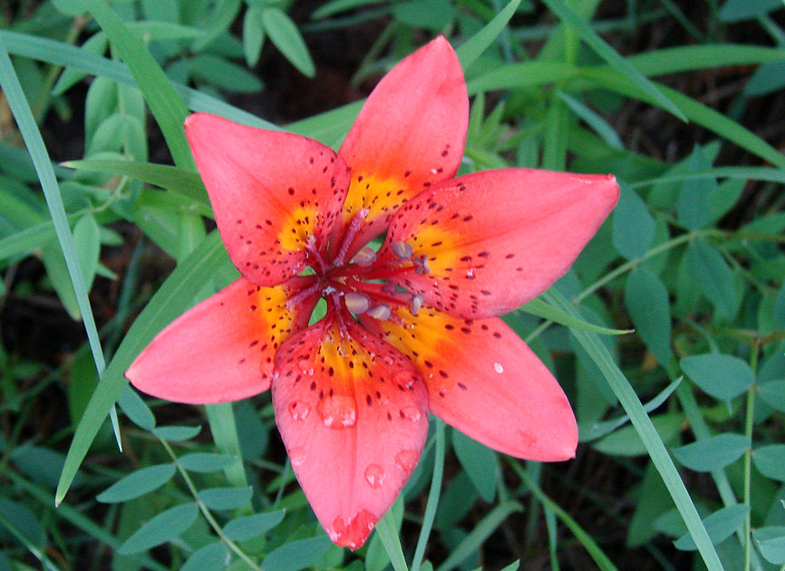 Image of Lilium pensylvanicum specimen.