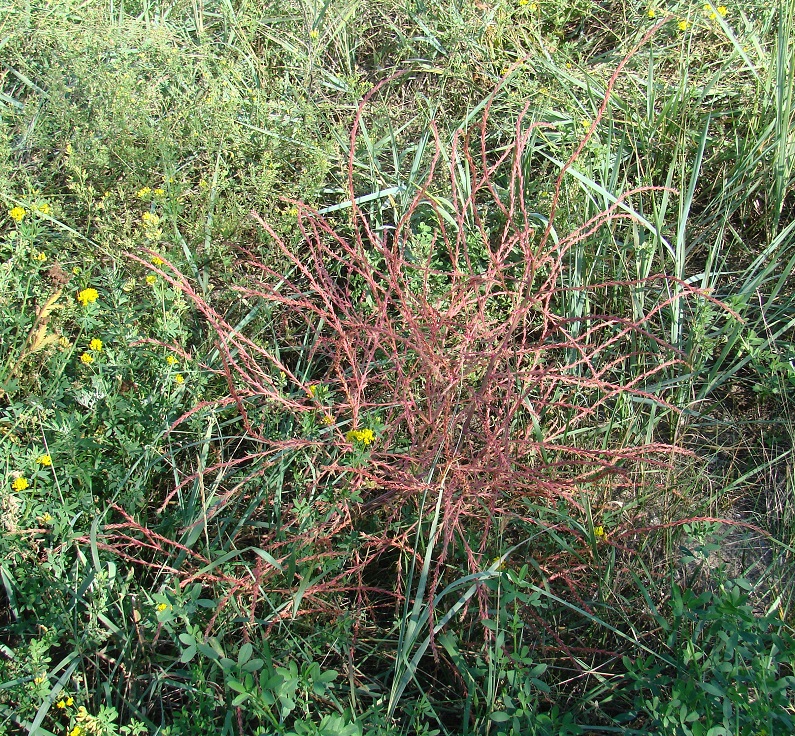 Image of Salsola collina specimen.