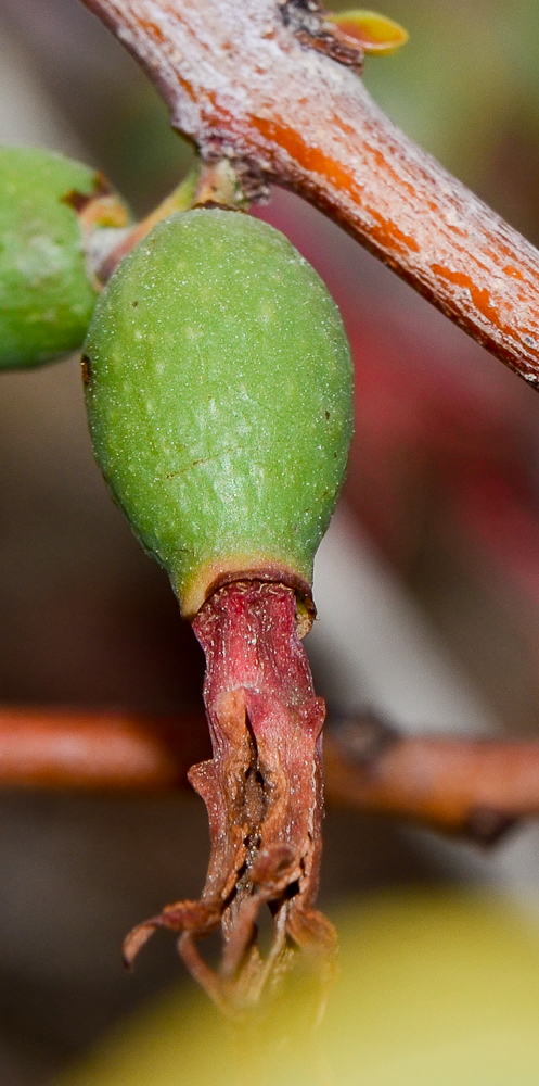 Image of Plicosepalus acaciae specimen.