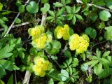 Chrysosplenium alternifolium. Цветущее растение. Ленинградская обл., Волховский р-н,, окр. Хамонтово, левый берег р. Лынна в 3 км от устья. 26.04.2014.