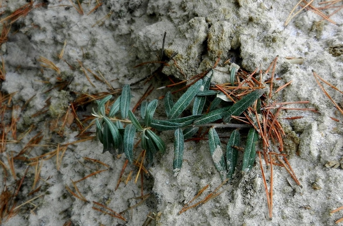 Изображение особи Hippophae rhamnoides.