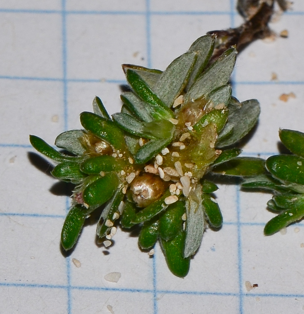 Image of Ifloga spicata ssp. obovata specimen.